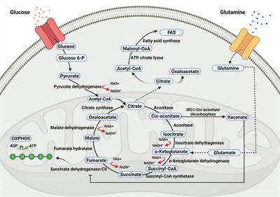 The Role of Tricarboxylic Acid Cycle Metabolites in Viral Infections